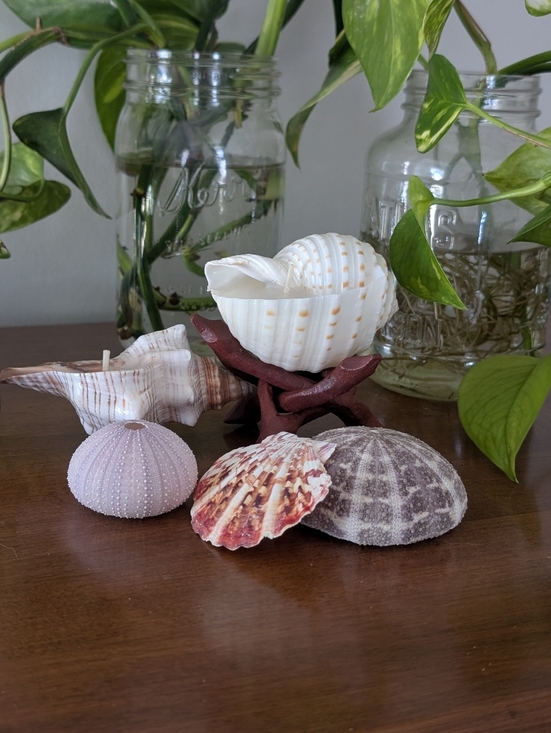 Other - Candles Coastal Shell Set (2), Scallop Shell, Sea Urchins & Wooden Stand